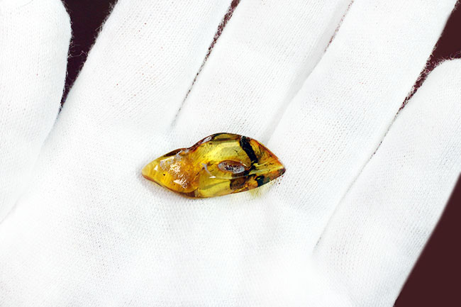 希少種「シミ」が内包されたバルト海琥珀(Amber)(その5)