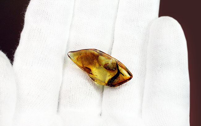 希少種「シミ」が内包されたバルト海琥珀（Amber）（その7）