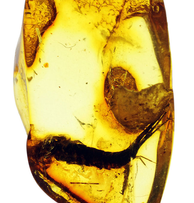 希少種「シミ」が内包されたバルト海琥珀（Amber）（その8）