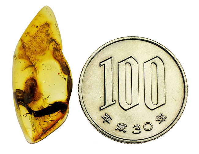 希少種「シミ」が内包されたバルト海琥珀(Amber)(その9)