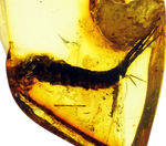 希少種「シミ」が内包されたバルト海琥珀（Amber）