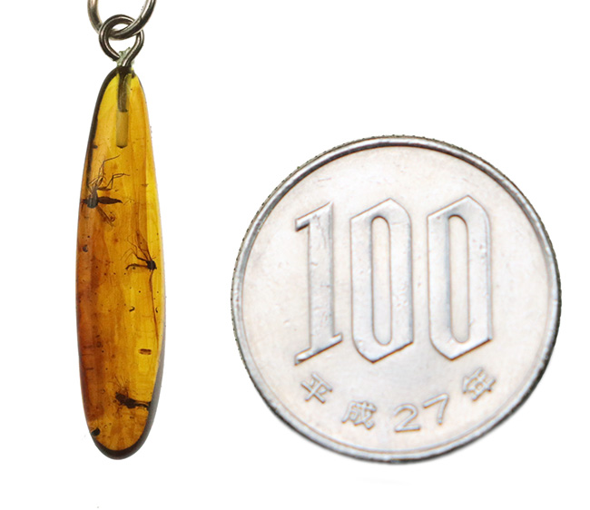 25ミリ級!大きな羽虫が3匹、包まれた、虫入りペンダントトップ(シルバーチェーン&高級ジュエリーケース付き)。バルト海産琥珀です。(その10)