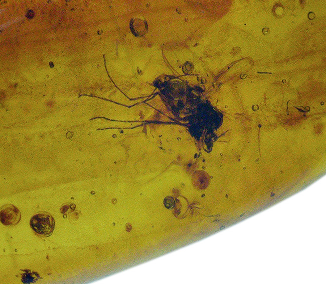 ２５ミリ級！大きな羽虫が３匹、閉じ込められた、虫入りペンダントトップ（シルバーチェーン＆高級ジュエリーケース付き）。バルト海産琥珀です。（その6）