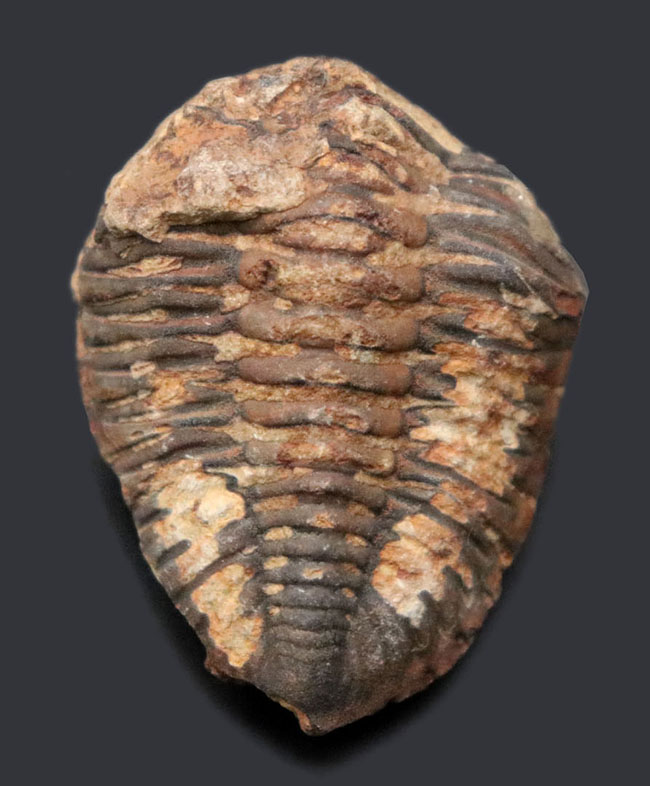 マニアックシリーズ!珍しい南米ボリビア産の三葉虫、メタクリファエウス(Metacryphaeus)(その1)