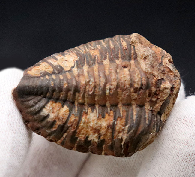 マニアックシリーズ!珍しい南米ボリビア産の三葉虫、メタクリファエウス(Metacryphaeus)(その2)