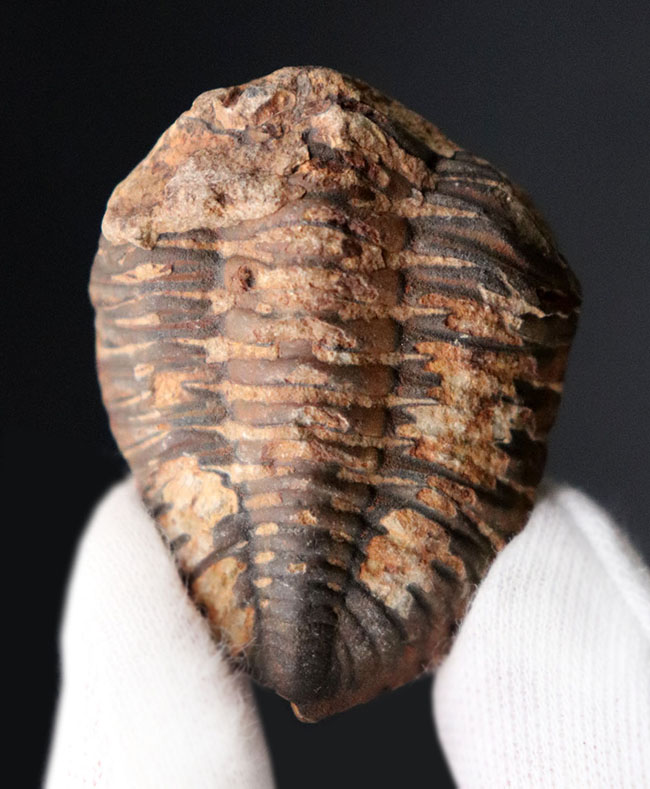 マニアックシリーズ!珍しい南米ボリビア産の三葉虫、メタクリファエウス(Metacryphaeus)(その3)