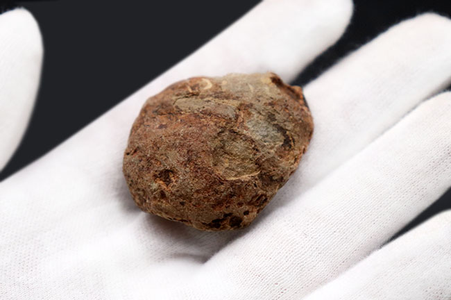 マニアックシリーズ!珍しい南米ボリビア産の三葉虫、メタクリファエウス(Metacryphaeus)(その4)