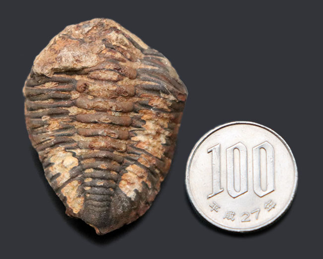 マニアックシリーズ!珍しい南米ボリビア産の三葉虫、メタクリファエウス(Metacryphaeus)(その5)
