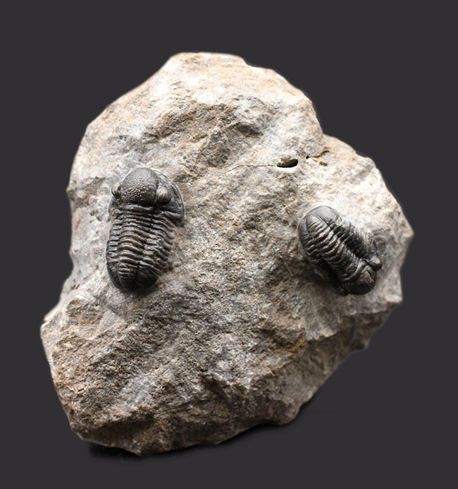 保存状態の良い二体のゲラストス（Gerastos granulosus）が居るマルチプレート化石（その1）