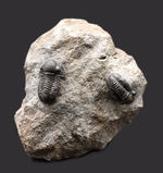保存状態の良い二体のゲラストス（Gerastos granulosus）が居るマルチプレート化石