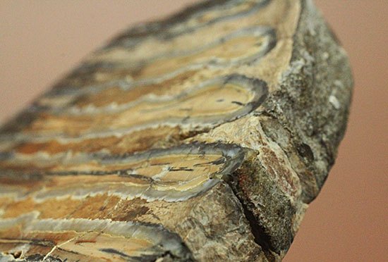 オランダ産状態良し！マンモスの臼歯のスライス化石。窓付き高級ケース付き。（その11）