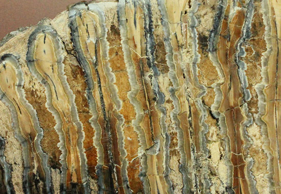 オランダ産状態良し！マンモスの臼歯のスライス化石。窓付き高級ケース付き。（その14）