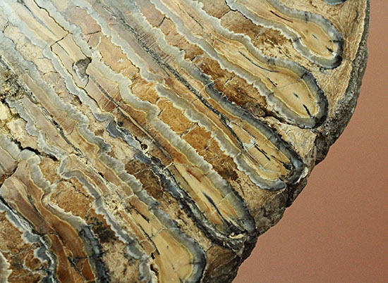 オランダ産状態良し！マンモスの臼歯のスライス化石。窓付き高級ケース付き。（その9）