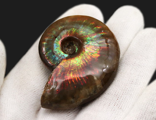 虹色が現れる箇所も!化石でありながらジェムのような輝きを放つ、マダガスカル産の希少アンモナイト、クレオニセラス(Cleoniceras)(その5)