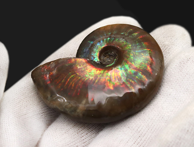 虹色が現れる箇所も!化石でありながらジェムのような輝きを放つ、マダガスカル産の希少アンモナイト、クレオニセラス(Cleoniceras)(その6)