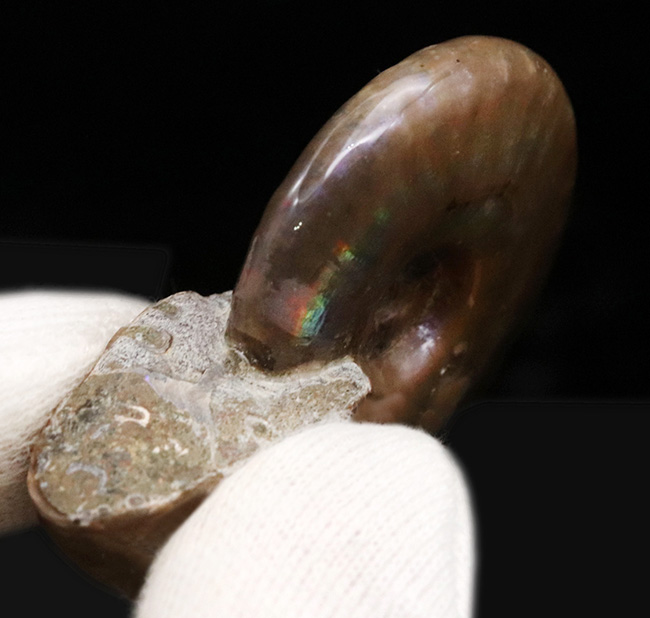 虹色が現れる箇所も！化石でありながらジェムのような輝きを放つ