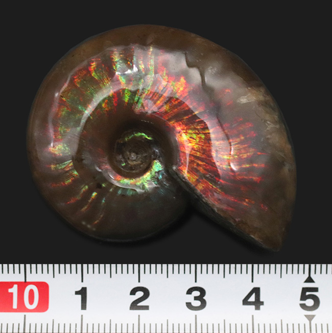 虹色が現れる箇所も!化石でありながらジェムのような輝きを放つ、マダガスカル産の希少アンモナイト、クレオニセラス(Cleoniceras)(その9)