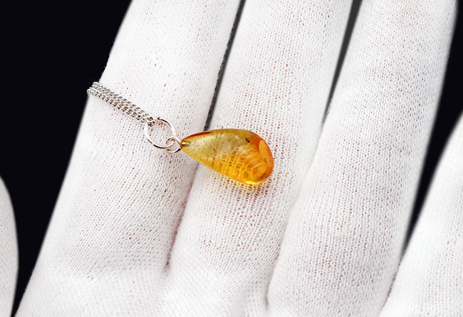 自然な形状が魅力的!4000万年前の虫を内包したバルティックアンバー(Amber)を使ったペンダントトップ(シルバーチェーン、高級ジュエリーケース付き)(その3)