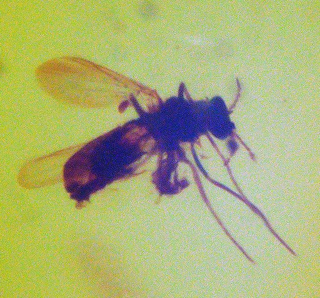 自然な形状が魅力的!4000万年前の虫を内包したバルティックアンバー(Amber)を使ったペンダントトップ(シルバーチェーン、高級ジュエリーケース付き)(その5)