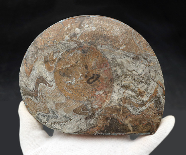 直径最大部１４６ミリ！アンモナイトの祖先、古生代の主役、ゴニアタイト（Goniatite）の化石（その6）