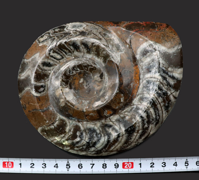 約4億年以上前‼️超希少✡️ゴニアタイト 約4億年以上前‼️超希少✡️ゴニアタイト アンモナイトの祖先！直径