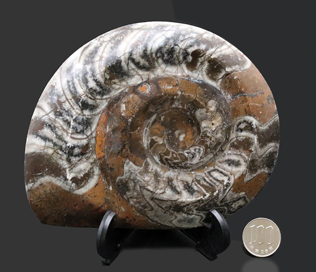 直径最大部１４６ミリ！アンモナイトの祖先、古生代の主役、ゴニアタイト（Goniatite）の化石（その9）