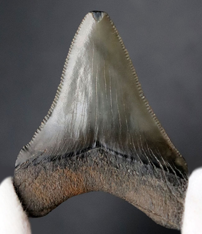 パーフェクト!これ以上望めない素晴らしい保存状態を示すメガロドン(Carcharocles megalodon)の歯化石(その1)