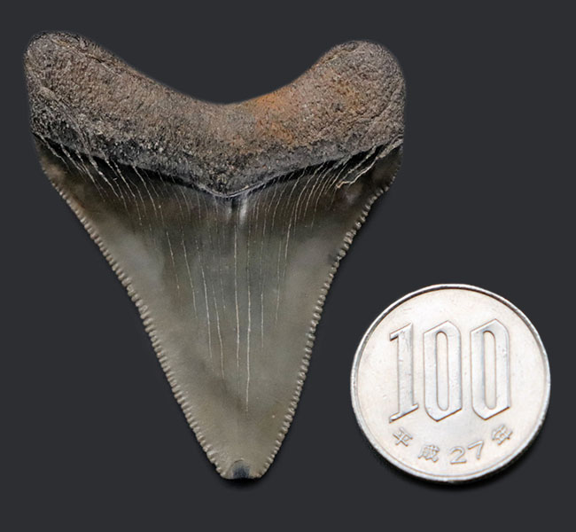 パーフェクト！これ以上望めない素晴らしい保存状態を示すメガロドン（Carcharocles megalodon）の歯化石（その10）