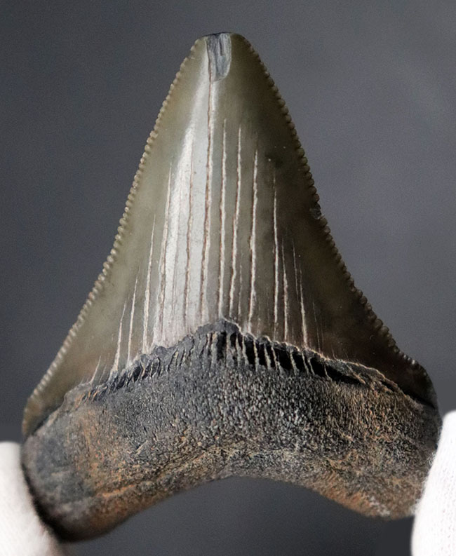 パーフェクト!これ以上望めない素晴らしい保存状態を示すメガロドン(Carcharocles megalodon)の歯化石(その2)