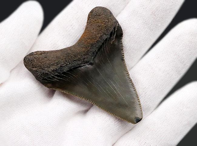 パーフェクト!これ以上望めない素晴らしい保存状態を示すメガロドン(Carcharocles megalodon)の歯化石(その3)