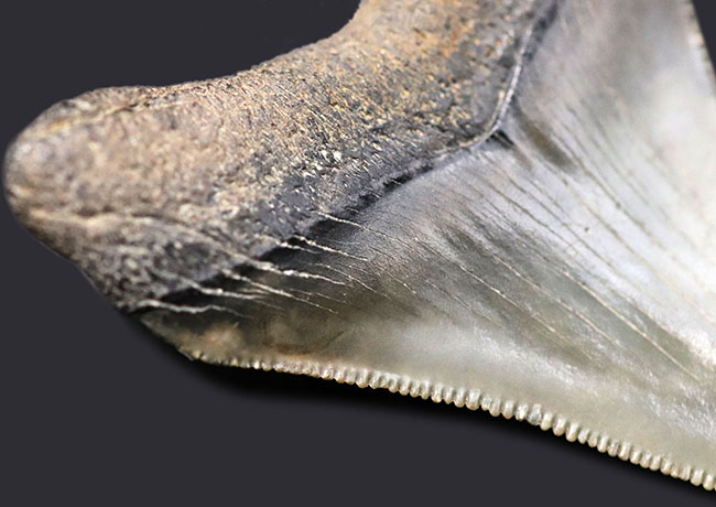 パーフェクト!これ以上望めない素晴らしい保存状態を示すメガロドン(Carcharocles megalodon)の歯化石(その4)