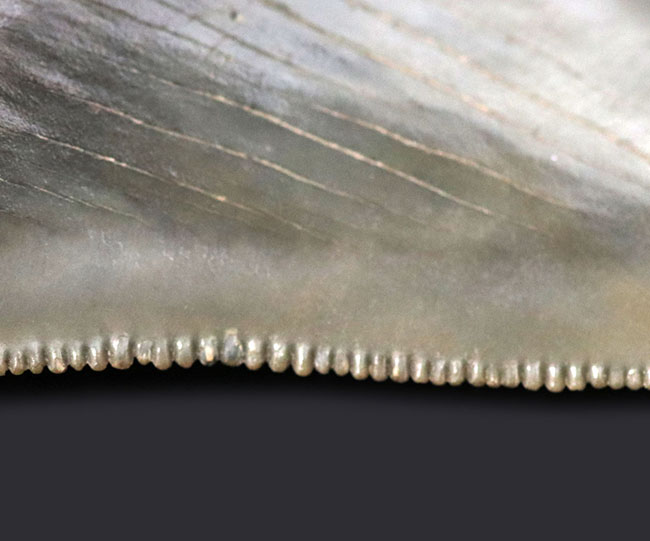パーフェクト！これ以上望めない素晴らしい保存状態を示すメガロドン（Carcharocles megalodon）の歯化石（その5）
