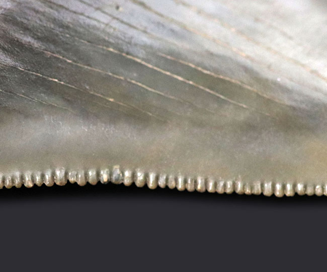 パーフェクト!これ以上望めない素晴らしい保存状態を示すメガロドン(Carcharocles megalodon)の歯化石(その5)