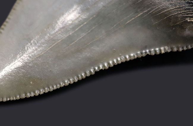 パーフェクト!これ以上望めない素晴らしい保存状態を示すメガロドン(Carcharocles megalodon)の歯化石(その6)
