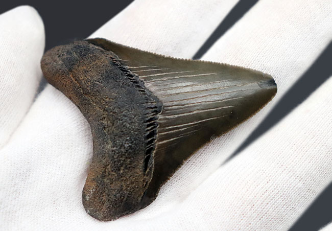 パーフェクト!これ以上望めない素晴らしい保存状態を示すメガロドン(Carcharocles megalodon)の歯化石(その7)
