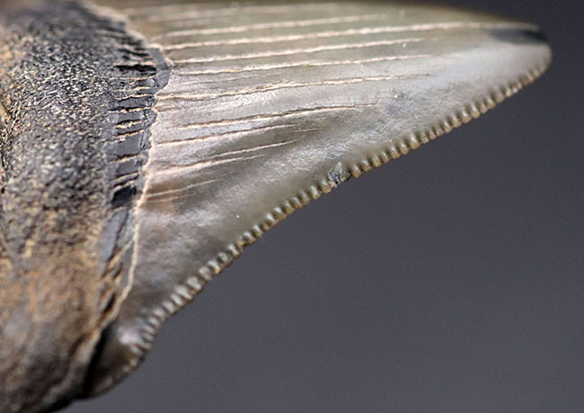 パーフェクト!これ以上望めない素晴らしい保存状態を示すメガロドン(Carcharocles megalodon)の歯化石(その9)
