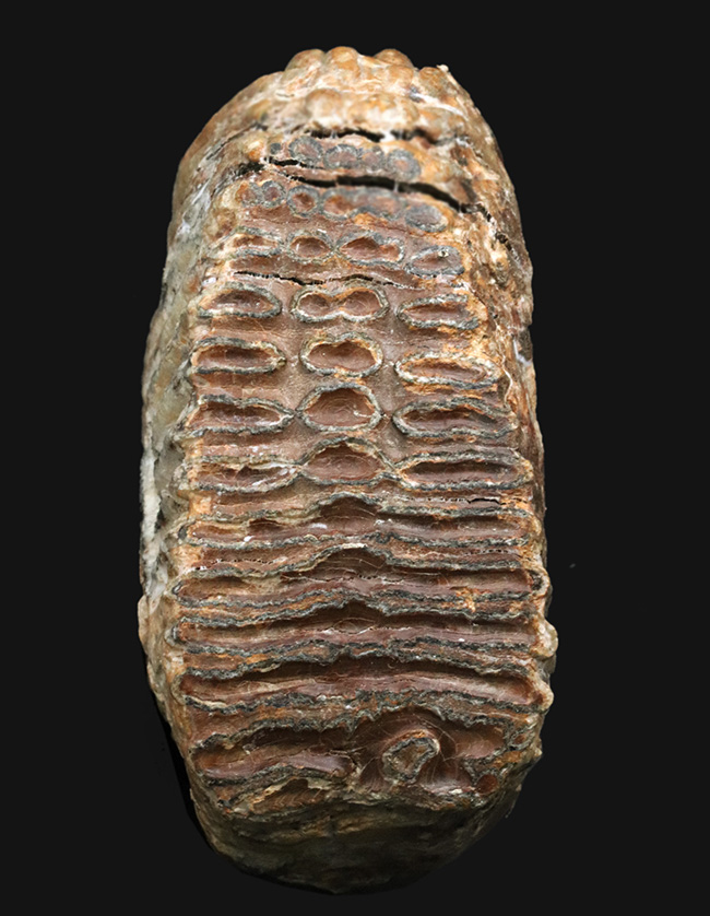 まさにマンモス級サイズ！堅い植物の枝をすりつぶした、マンモス（Mammuthus primigenius）の臼歯の化石（その1）
