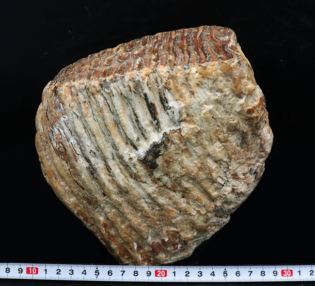 まさにマンモス級サイズ！堅い植物の枝をすりつぶした、マンモス（Mammuthus primigenius）の臼歯の化石（その10）