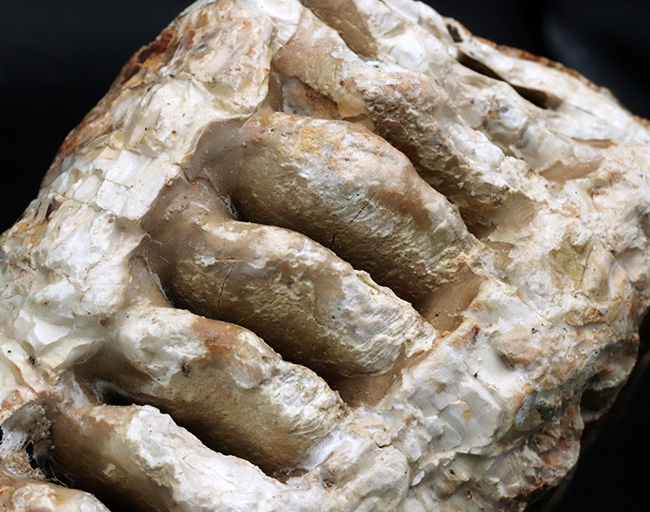 まさにマンモス級サイズ！堅い植物の枝をすりつぶした、マンモス（Mammuthus primigenius）の臼歯の化石（その8）