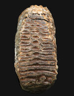 まさにマンモス級サイズ！堅い植物の枝をすりつぶした、マンモス（Mammuthus primigenius）の臼歯の化石