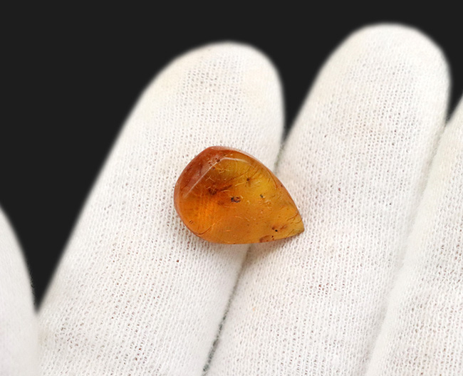 ドロップ型の透明度の高い美しい個体!新生代中期の虫を内包したドミニカ産の琥珀(Amber)(その5)
