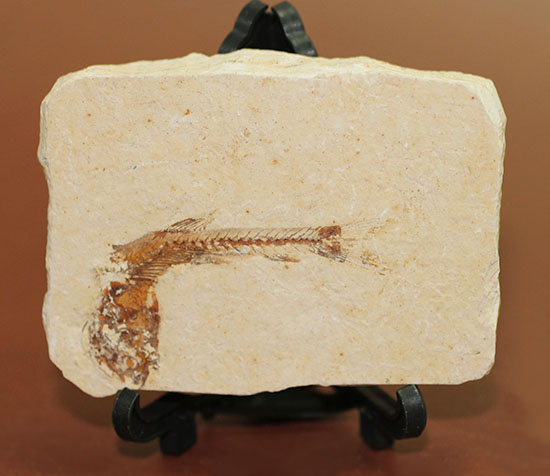小骨まで鮮明！白亜紀の小魚化石、ダスティルベ(Dastilbe)（その1）