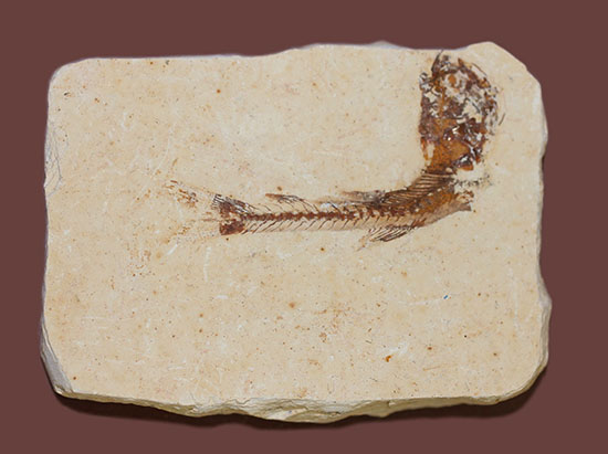 小骨まで鮮明!白亜紀の小魚化石、ダスティルベ(Dastilbe)(その10)