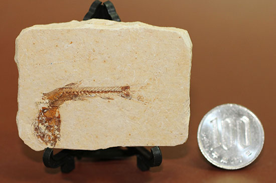 小骨まで鮮明！白亜紀の小魚化石、ダスティルベ(Dastilbe)（その11）