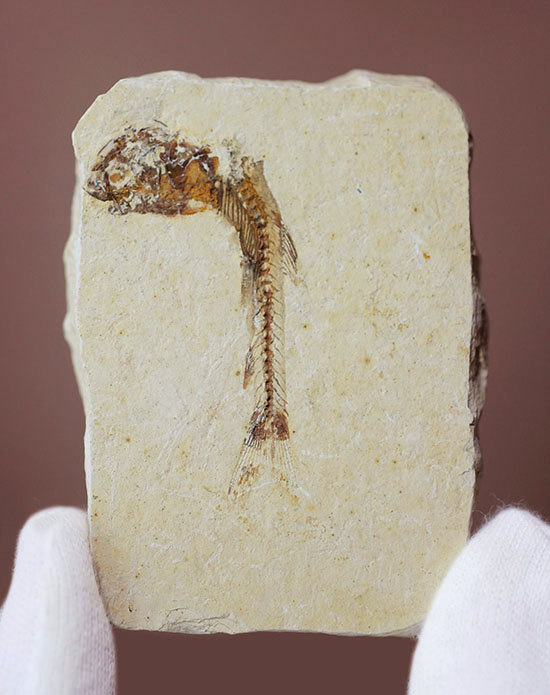 小骨まで鮮明！白亜紀の小魚化石、ダスティルベ(Dastilbe)（その2）