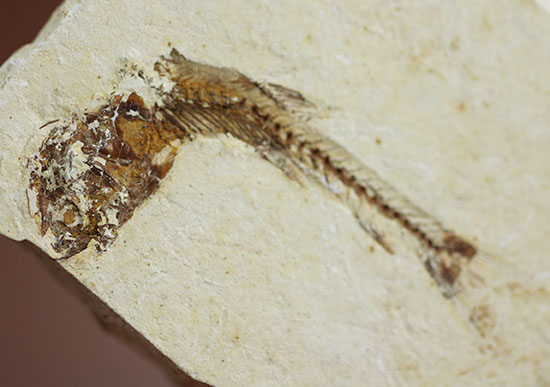 小骨まで鮮明！白亜紀の小魚化石、ダスティルベ(Dastilbe)（その3）