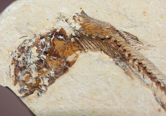 小骨まで鮮明!白亜紀の小魚化石、ダスティルベ(Dastilbe)(その4)