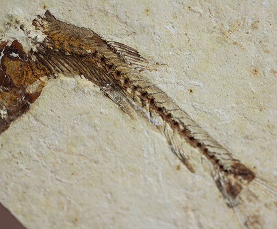 小骨まで鮮明!白亜紀の小魚化石、ダスティルベ(Dastilbe)(その5)