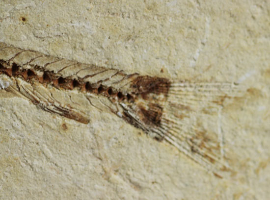小骨まで鮮明！白亜紀の小魚化石、ダスティルベ(Dastilbe)（その6）