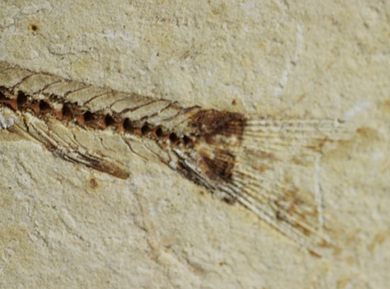 小骨まで鮮明!白亜紀の小魚化石、ダスティルベ(Dastilbe)(その6)